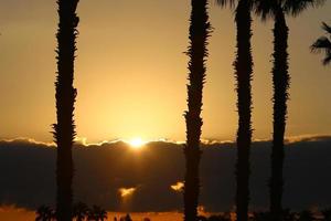 Palm trees in city park during sunrise photo