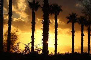 Palm trees in city park during sunrise photo