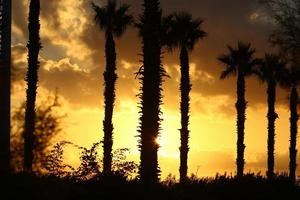 Palm trees in city park during sunrise photo