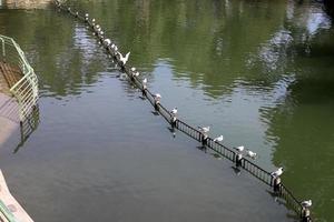 vegetación a orillas de un río en el norte de israel foto