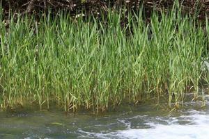 Vegetation on the banks of a river in northern Israel photo