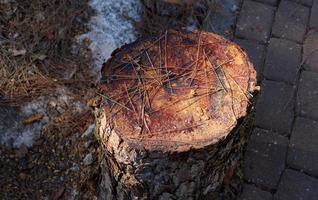 un tocón viejo es una pequeña parte de un tronco de árbol talado. foto