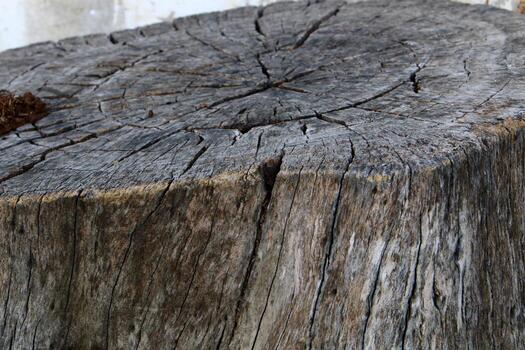 An old stump is a small part of a felled tree trunk. photo