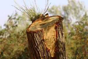 un tocón viejo es una pequeña parte de un tronco de árbol talado. foto