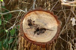 An old stump is a small part of a felled tree trunk. photo