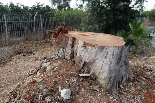 An old stump is a small part of a felled tree trunk. photo
