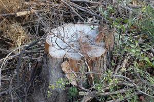 un tocón viejo es una pequeña parte de un tronco de árbol talado. foto