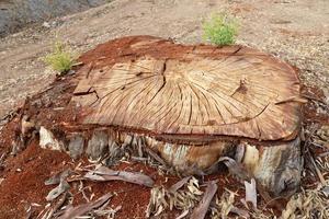 An old stump is a small part of a felled tree trunk. photo