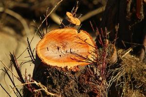 un tocón viejo es una pequeña parte de un tronco de árbol talado. foto