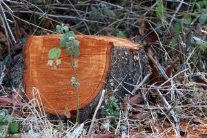 un tocón viejo es una pequeña parte de un tronco de árbol talado. foto