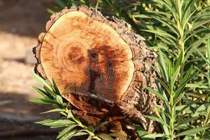 An old stump is a small part of a felled tree trunk. photo