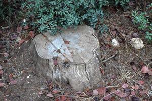 An old stump is a small part of a felled tree trunk. photo