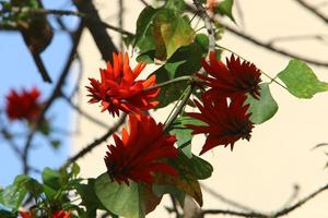 Erythrina cockscomb blossoms in a city park in northern Israel. photo