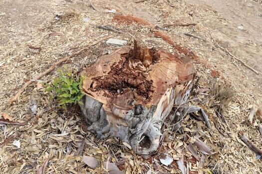 An old stump is a small part of a felled tree trunk. photo