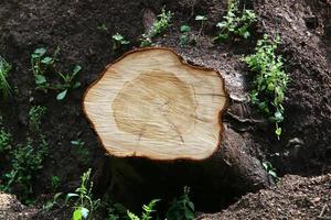 An old stump is a small part of a felled tree trunk. photo