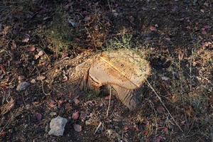 un tocón viejo es una pequeña parte de un tronco de árbol talado. foto