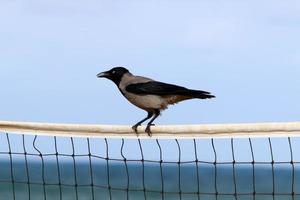 Hooded crow in a city park in Israel photo