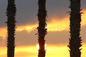 Palm trees in city park during sunrise photo