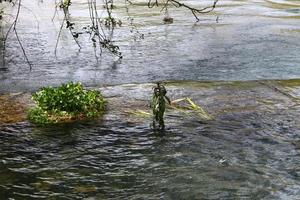 vegetación a orillas de un río en el norte de israel foto