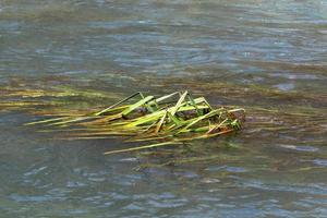 vegetación a orillas de un río en el norte de israel foto