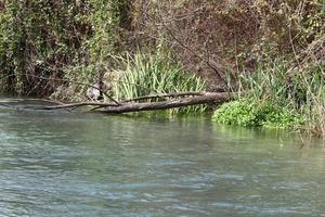 Vegetation on the banks of a river in northern Israel photo