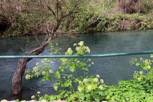 Vegetation on the banks of a river in northern Israel photo