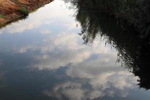 vegetación a orillas de un río en el norte de israel foto