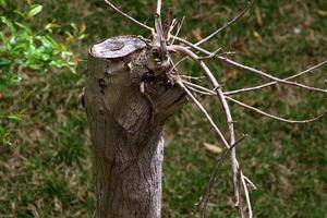 An old stump is a small part of a felled tree trunk. photo