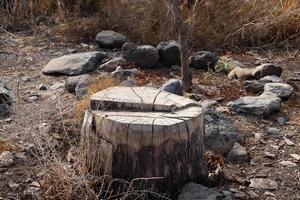 An old stump is a small part of a felled tree trunk. photo