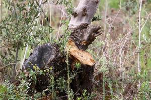 An old stump is a small part of a felled tree trunk. photo