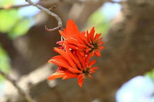 Erythrina cockscomb blossoms in a city park in northern Israel. photo