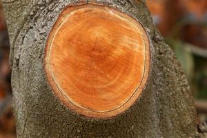 An old stump is a small part of a felled tree trunk. photo