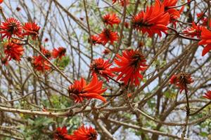 erythrina cockscomb florece en un parque de la ciudad en el norte de israel. foto