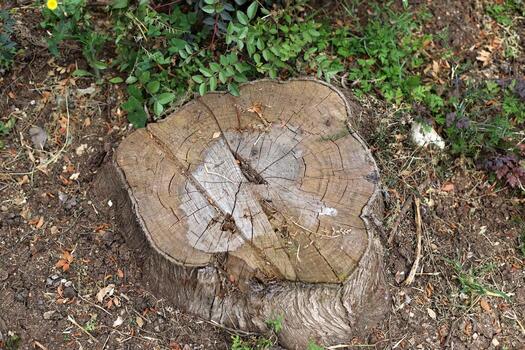 An old stump is a small part of a felled tree trunk. photo