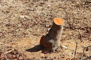 An old stump is a small part of a felled tree trunk. photo