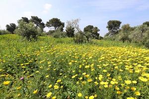 los crisantemos florecen en un parque de la ciudad en el norte de israel. foto