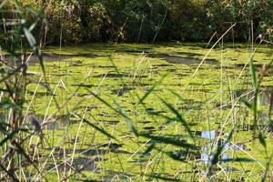 Vegetation on the banks of a river in northern Israel photo