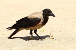 Hooded crow in a city park in Israel photo