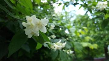 ein Busch aus blühendem weißem Jasmin auf einem Hintergrund aus kleinem Bokeh. video