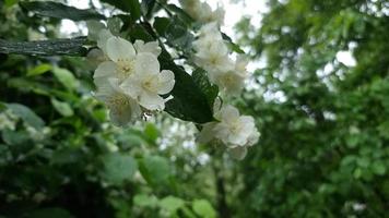 bianca fioritura gelsomino avvicinamento coperto con gocce di pioggia. piovoso tempo atmosferico. video