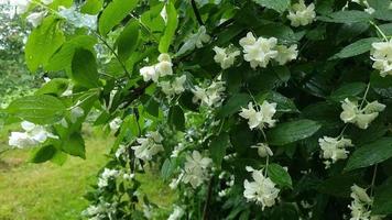 un arbusto húmedo de jazmín blanco en flor. gotas de lluvia sobre hojas verdes y flores. video