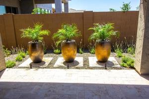 Three Large Potted Ferns In Rear Yard photo