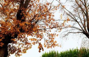 Low angle view of autumn tree with branch and yellow and orange leaves. Beautiful autumn leaves. Fall season, October background. Orange foliage in fall forest. Autumn tree in park. Beauty in nature. photo