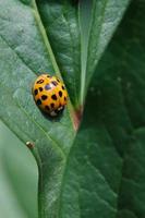 Asian lady beetle rests on plant leaf photo