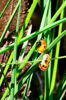 escarabajos asiáticos en etapa pupal durante la metamorfosis a adulto foto