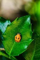 escarabajo asiático en etapa de pupa durante la metamorfosis a adulto foto