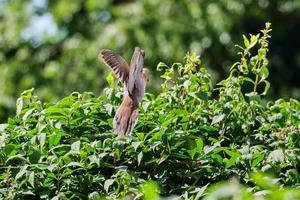 Mourning dove returns to nest to feed it's young that is well hidden in the bush photo