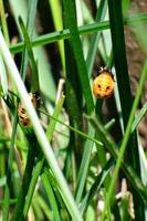 Asian lady beetle in pupal stage during metamorphosis to adult photo