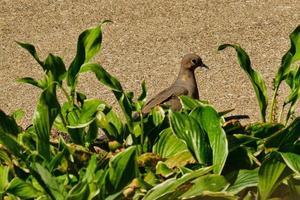 Mourning dove searches for food photo