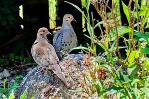 Pair of mourning doves keep watch of their nest above photo